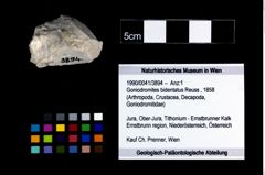 Foto (Objekt + Etikett) von Goniodromites bidentatus (Reuss, 1858)  (NHMW-GEO-1990-0041-3894)